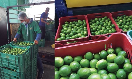 Productores de limón paran corte debido a inseguridad por crimen organizado