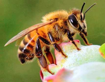 abejas biodiversidad 2005