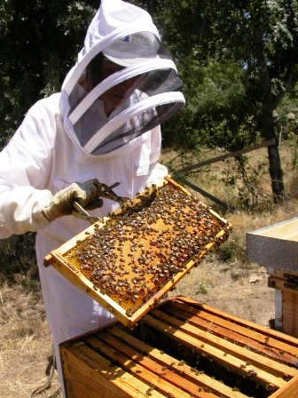 sedrua abejas 2602