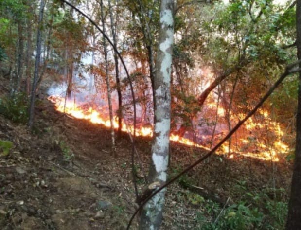 AQUILA Incendio forestal ha afectado 2 mil hectáreas de selva en Aquila 1