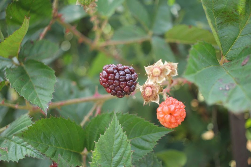 sedrua frutilla 1108