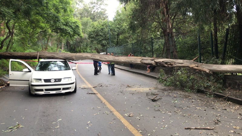 MORELIA Árbol cae sobre un auto al sur de Morelia 2