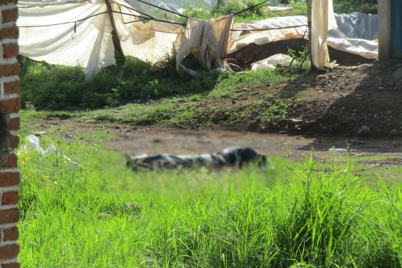 JACONA Localizan cadáver embolsado en la Colonia Lomas del Bosque 3