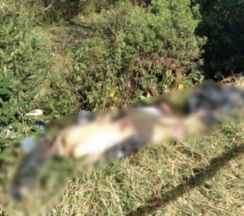TINGÜINDÍN Localizan tres cadáveres torturados a la orilla de la carretera Jacona-Los Reyes 1