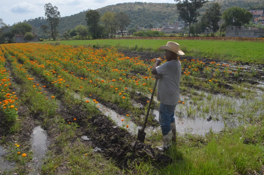 MORELIA Flores para la noche de muertos están listas a pesar de la pandemia y las lluvias 17
