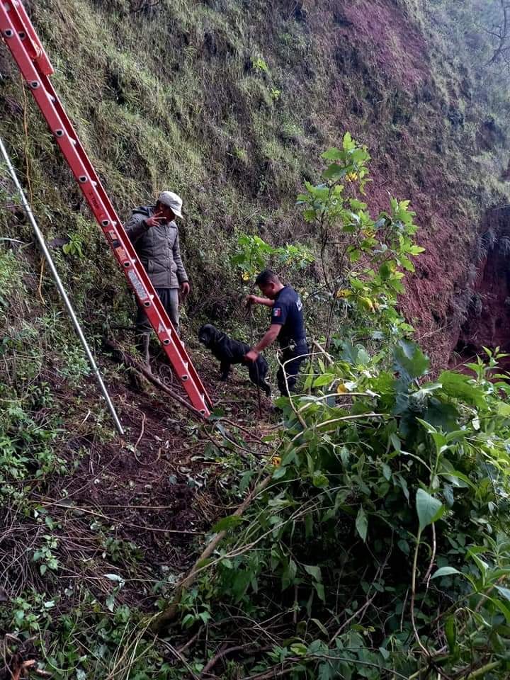 TINGAMBATO Salvan a perro atrapado en barranco en Tingambato 2