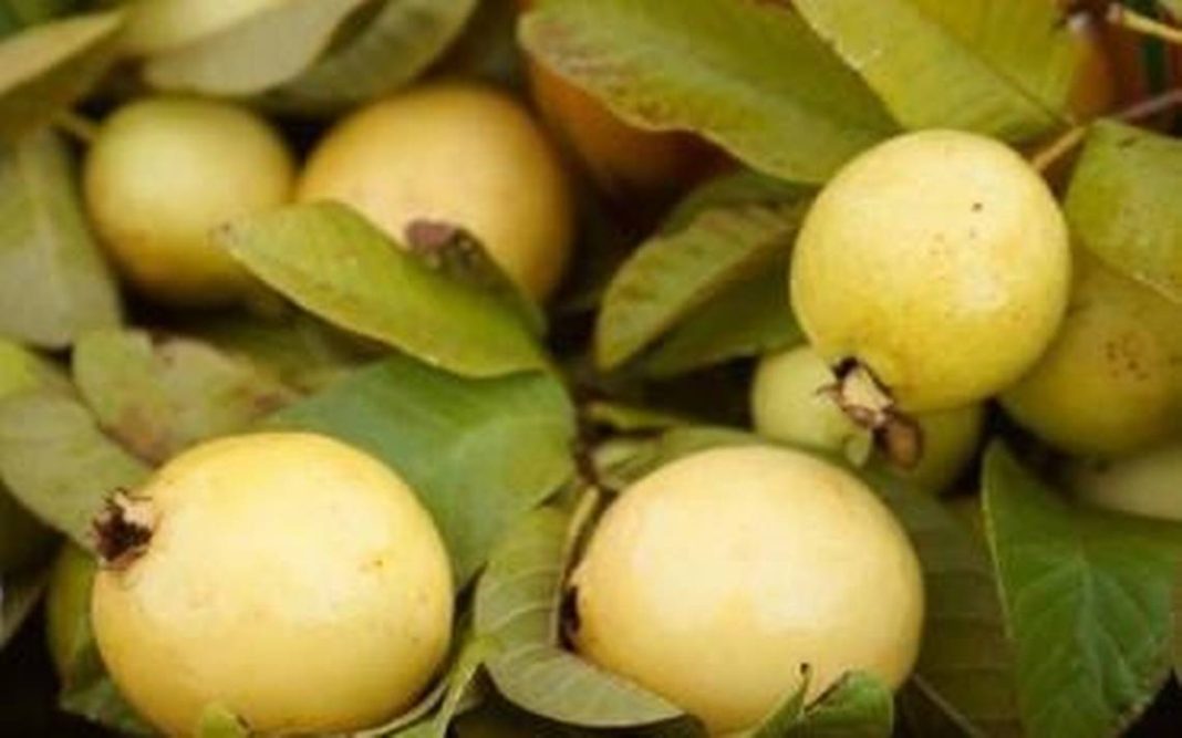 GUAYABA