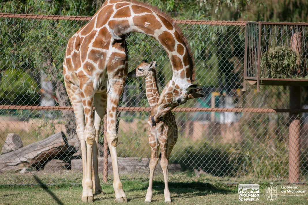 ZOO 1 240922