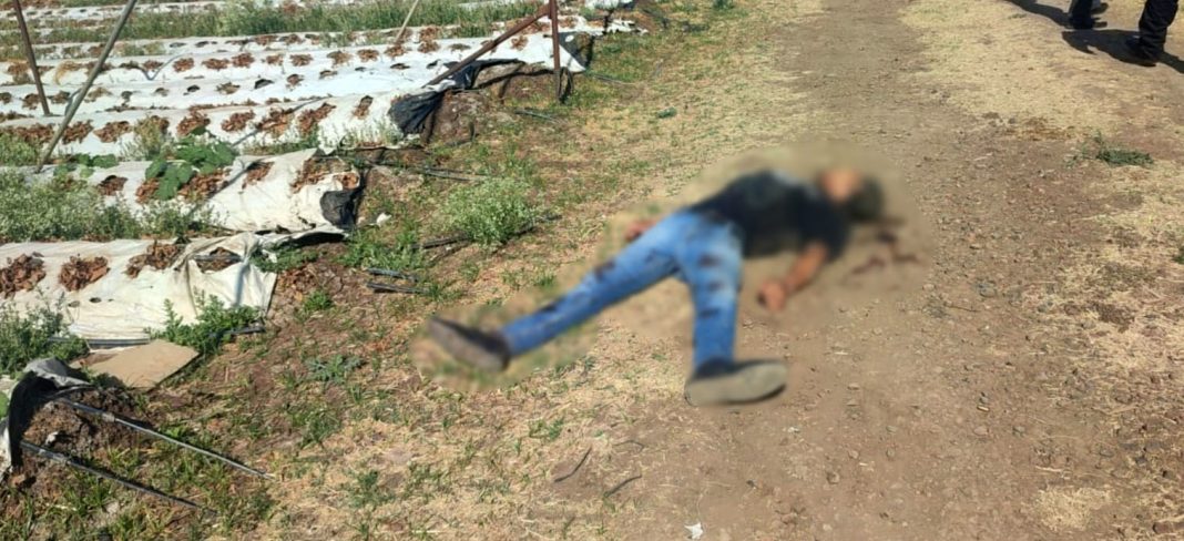 ZAMORA Localizan a un ejecutado en zona de sembradíos en Zamora 2