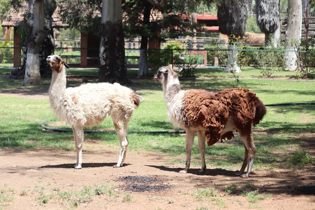 LLAMAS