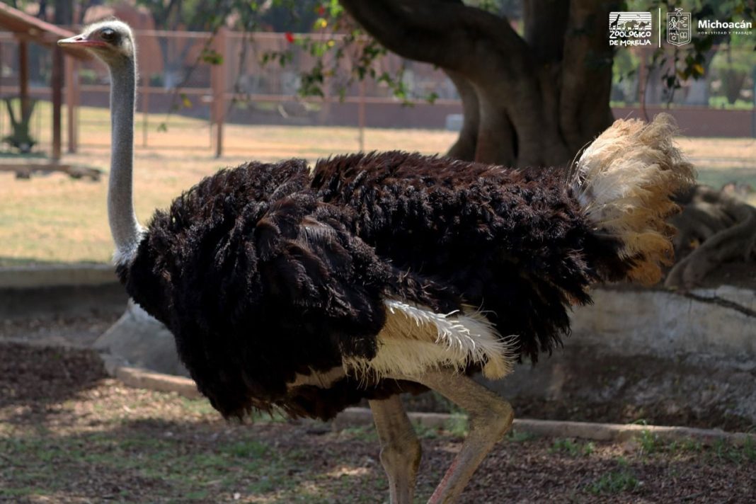 ZOO 1 080423