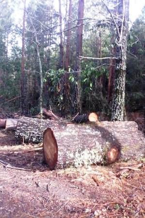 investiga tala ilícita 1704 investiga tala ilícita 1704