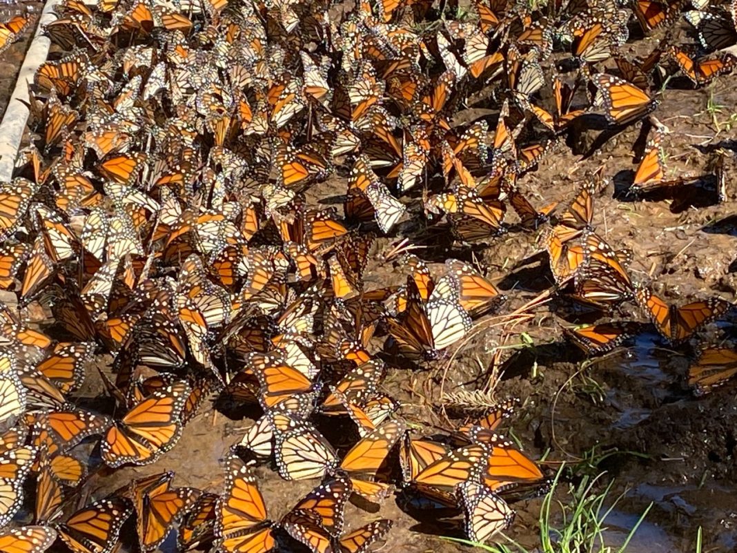 WhatsApp Image 2023-02-02 at 9.12.31 AM