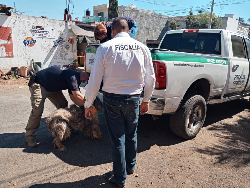 MORELIA Asegura FGE cuatro caninos y un ave de corral víctimas de maltrato en Morelia 3