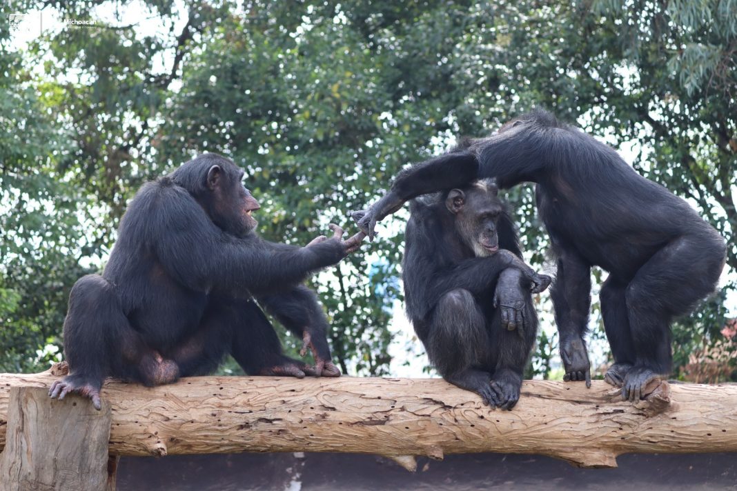 CHIMPANCE