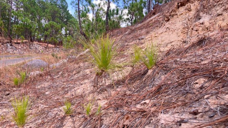 En julio iniciará dispersión aérea de 200 mil semillas para reforestar