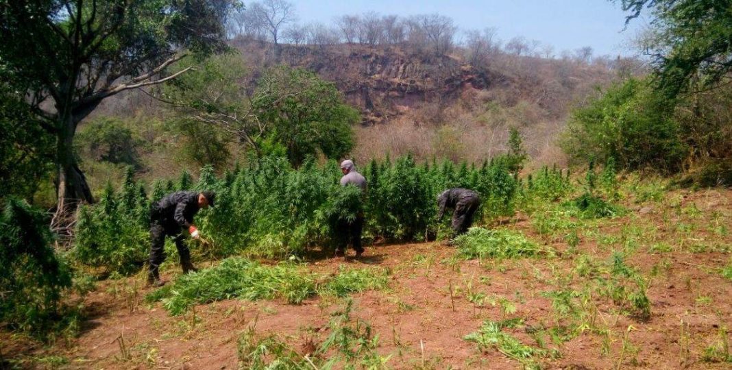 COTIJA Investigan sembradío de marihuana en Cotija