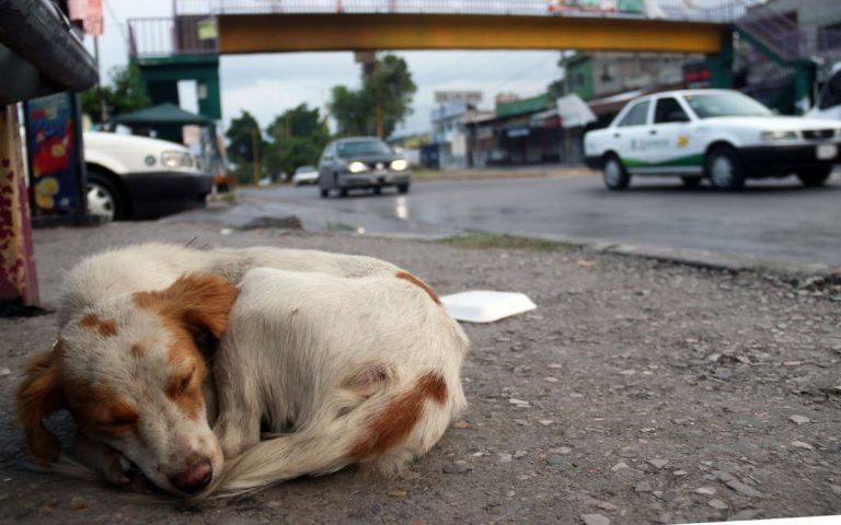 Asociaciones buscan endurecer las penas por crueldad animal en Michoacán