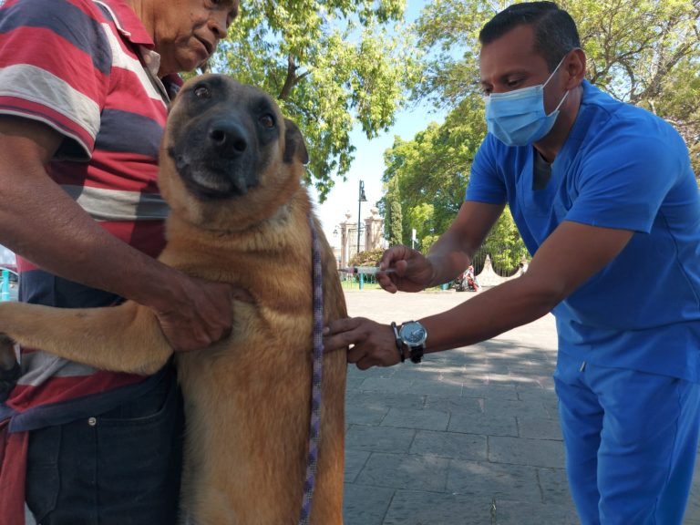 Anuncia SSM vacunación antirrábica este fin de semana en el Centro de Morelia