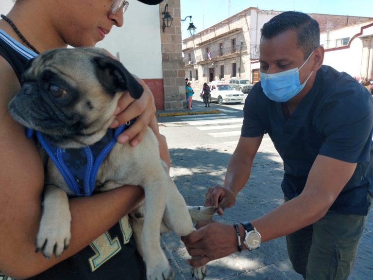 Mantiene SSM activas jornadas de esterilización canina y felina