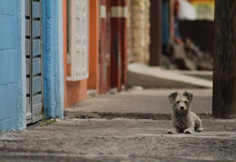 En el día del perro callejero: urge concientizar a población sobre maltrato animal
