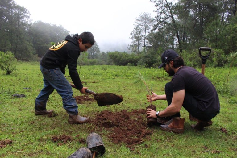 Gobierno Morelia, cerca de plantar 1 millón de árboles