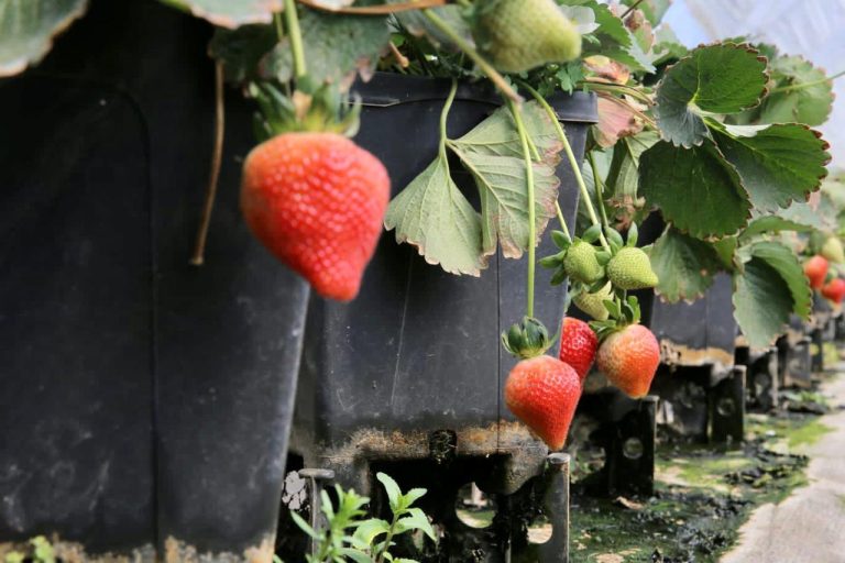 Michoacán, primer lugar nacional en exportaciones agrícolas: INEGI