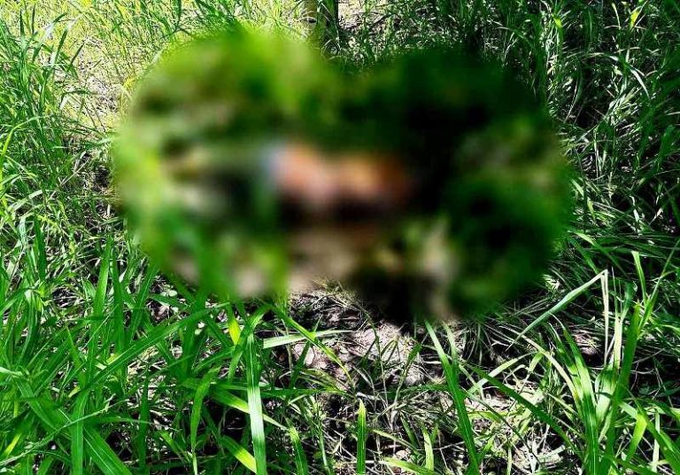 Localizan cadáver putrefacto en huerta de Lázaro Cárdenas; se investigan causas del deceso
