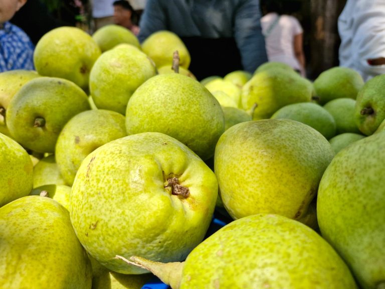 Inicia la Feria de la Pera de Ucareo; destaca Sader valor agregado a producción agrícola