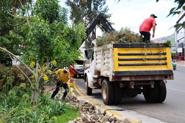Supervisan poda sanitaria de árboles en la avenida Camelinas