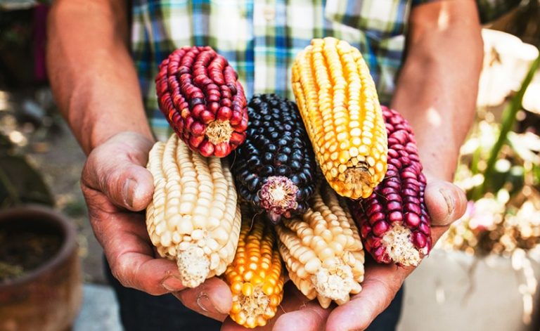 Dispersados más de 374 mdp en incentivos para productores de maíz en Michoacán