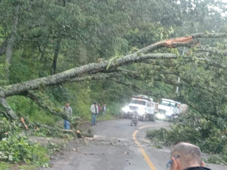 Árbol cae sobre la carretera Morelia – Mil cumbres