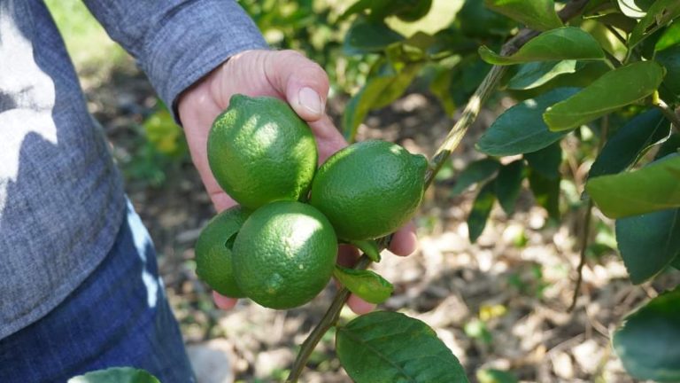 Sólo en Apatzingán cierran empaques, en otros municipios hay actividad limonera: SeGob