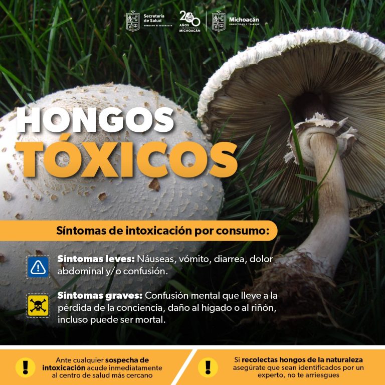 Alertan autoridades sobre los riesgos de consumir hongos tóxicos