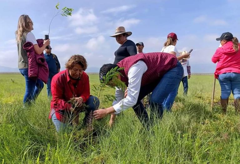 Sigue campaña de reforestación en el estado