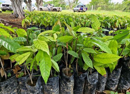 Michoacán tiene las condiciones para la producción de cacao: Sader