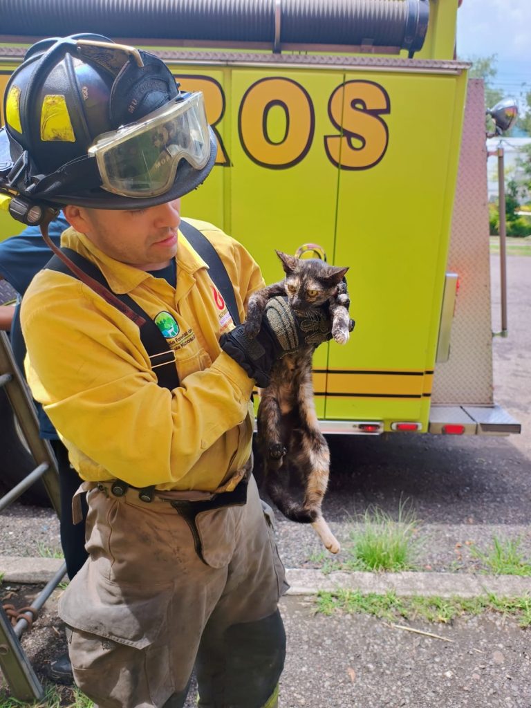 Rescata Bomberos Morelia, gatito en un espectacular