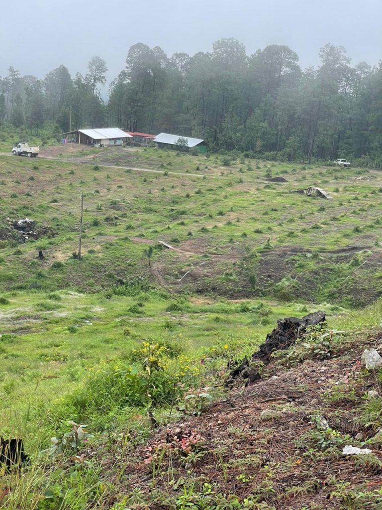 Realiza FGE cateo y asegura predio relacionado en delitos contra el ambiente; se detectó plantación de aguacate