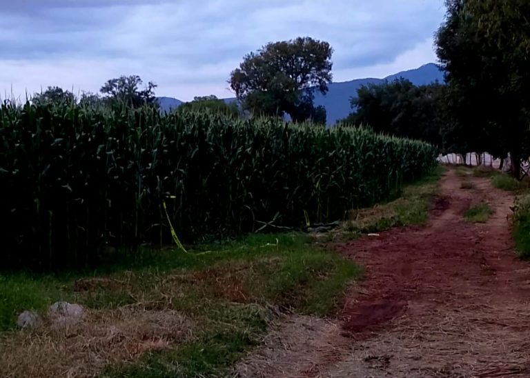 Septuagenario es ejecutado a balazos en predio de Tangancícuaro