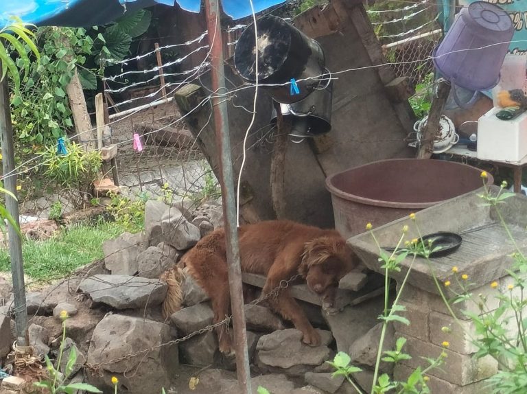 Rescatan ejemplar canino en condiciones de maltrato animal, en La Piedad