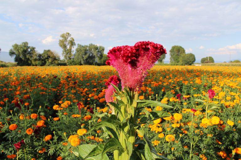 Campos de flores de Copándaro y Tarímbaro, un atractivo para locales y turistas