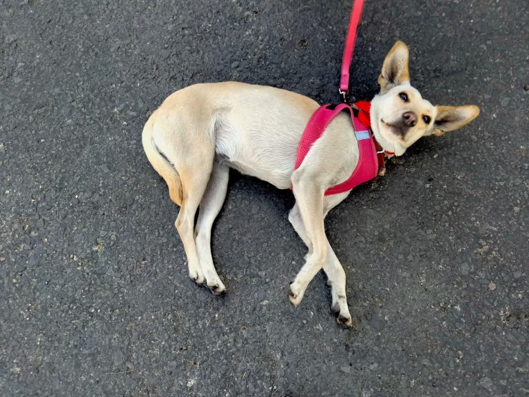 Exhortan a reportar y denunciar anomalías que afecten a los animales en Morelia