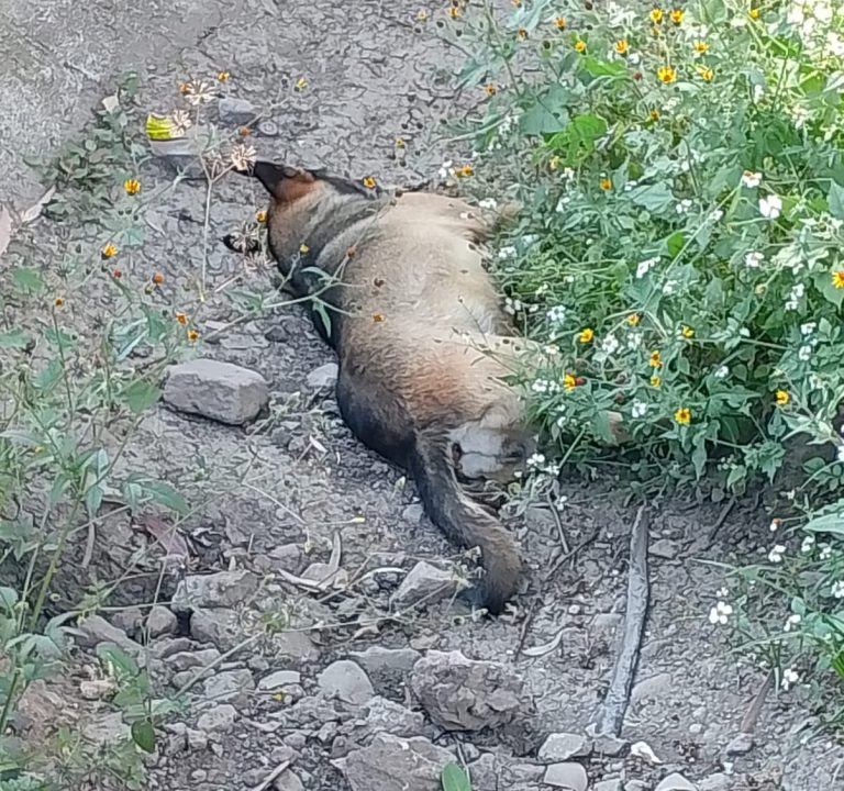 Activistas denuncian envenenamiento masivo de animales en Maravatío: más de 70 víctimas fatales