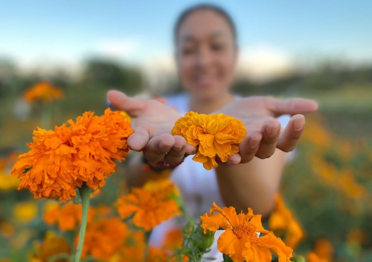 Realizarán agencias turísticas recorridos en campos de flores de Copándaro y Tarímbaro