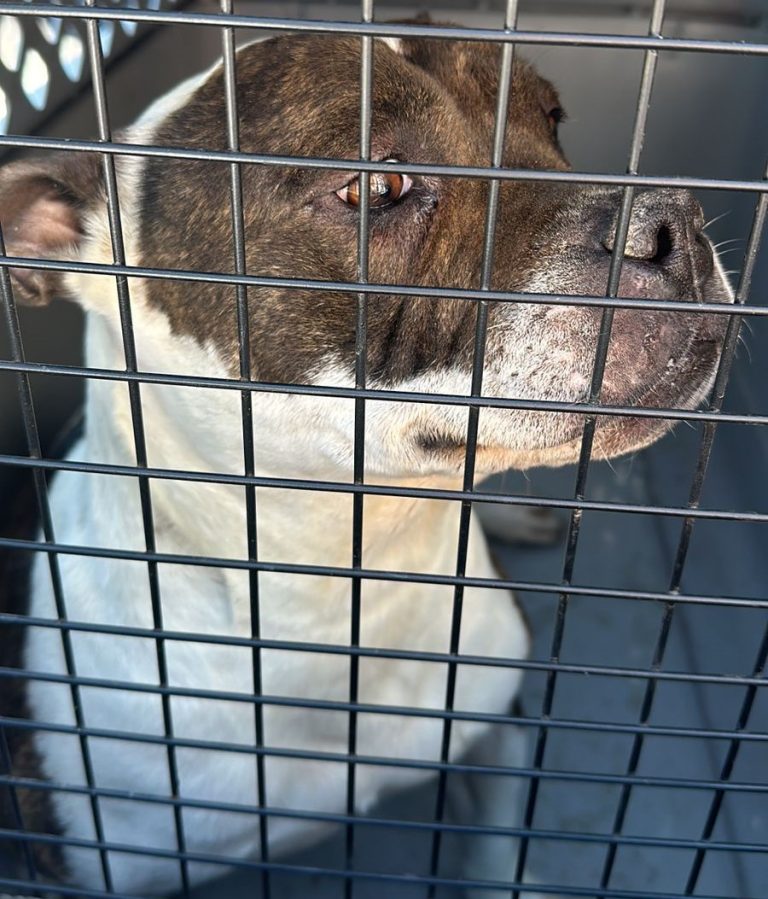 En cateo realizado en Morelia, rescatan a Pitbull víctima de maltrato animal