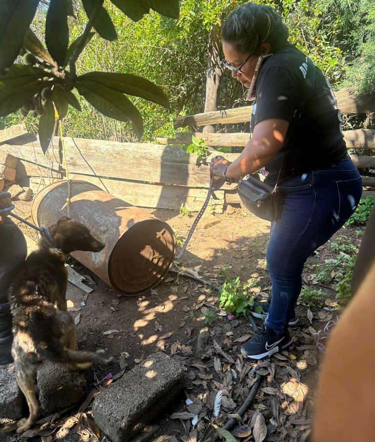 Rescatan en Senguio a tres perros en condiciones de maltrato animal