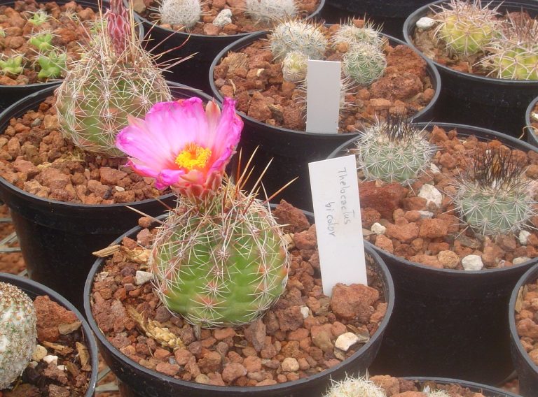 Resguarda Ecojardín 150 especies de cactáceas, algunas se encuentran en peligro de extinción