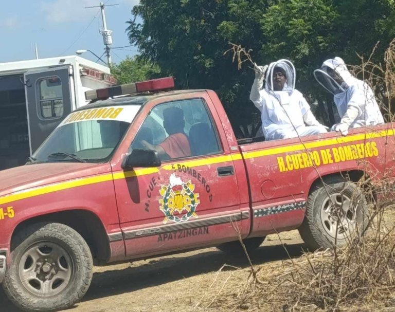 Pareja y hombre son atacados por enjambre de abejas africanas en Apatzingán