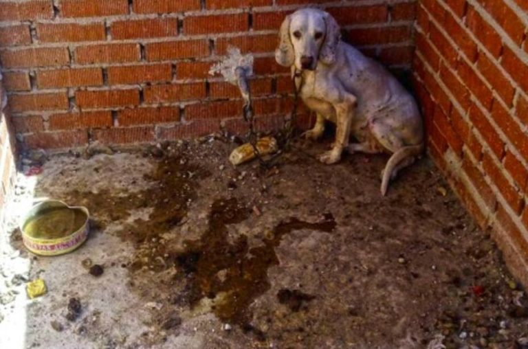 Gobierno de Morelia rescata ejemplares caninos de maltrato animal