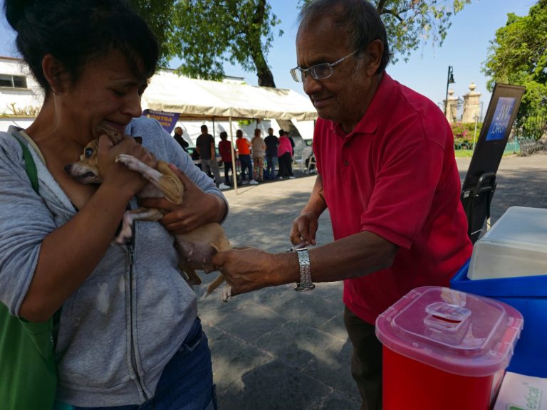 Anuncian vacunación antirrábica para perros y gatos, en Morelia